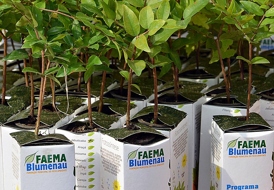 Faema realiza distribuição de mudas de árvores