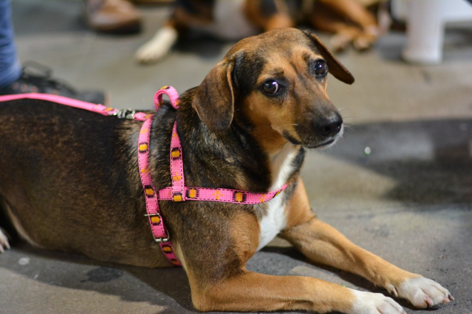 Prefeitura de Blumenau recolhe inscrições antecipadas para mutirão de castração de animais em novembro